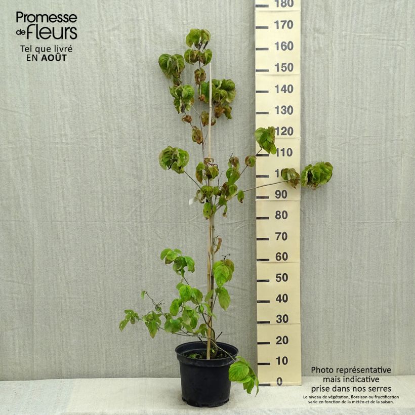 Ejemplar de Cornus florida Rubra Maceta 6L/7L entregado en verano