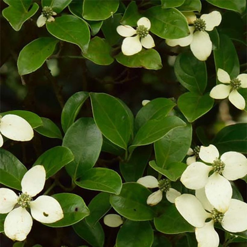 Cornus hongkongensis (Follaje)