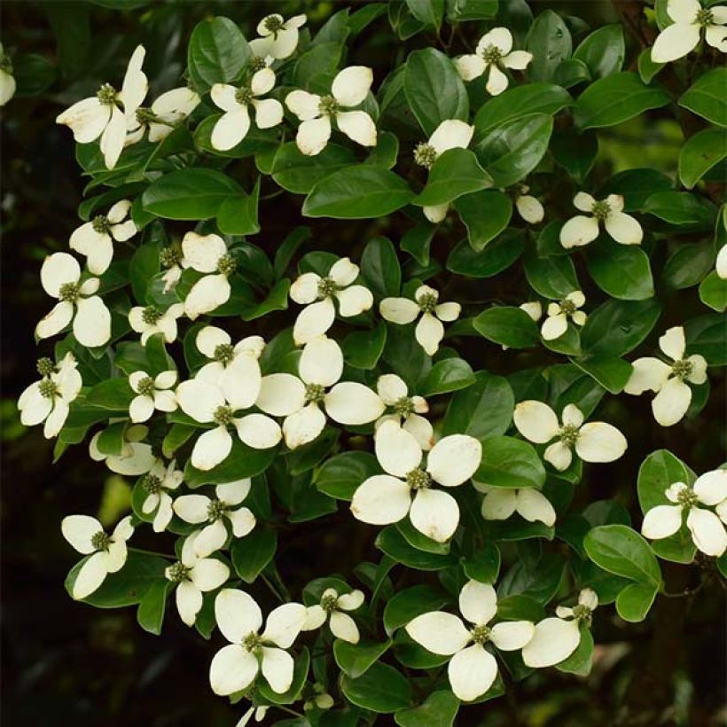 Cornus hongkongensis (Floración)