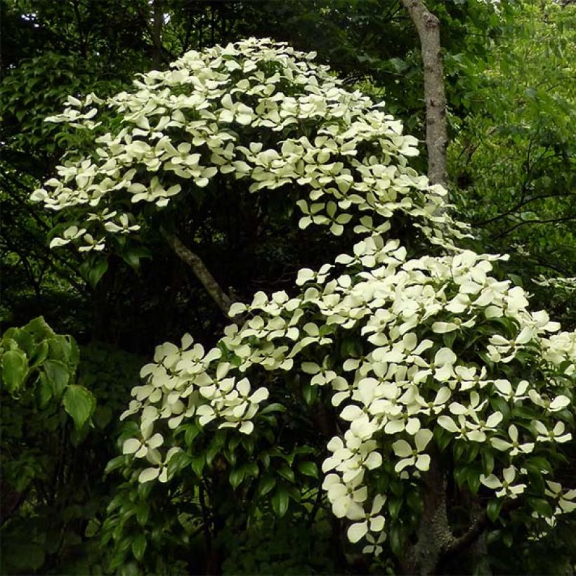 Cornus hongkongensis (Porte)