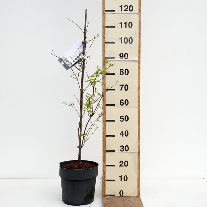 Cornus kousa Beni-fuji Maceta 6L/7L Ejemplar entregado en la primavera