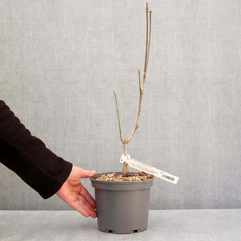 Cornus kousa Big Apple Maceta 3L/4L Ejemplar entregado en invierno