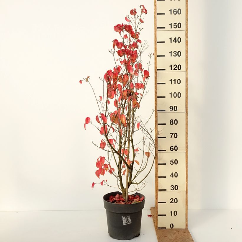 Ejemplar de Cornus kousa Blooming Merry Tetra Maceta 7,5L/10L entregado en otoño