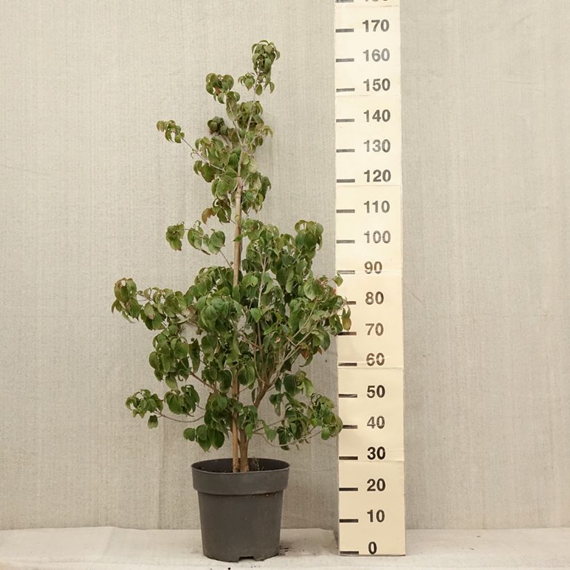 Ejemplar de Cornus kousa Blooming Merry Tetra Maceta 7,5L/10L entregado en verano