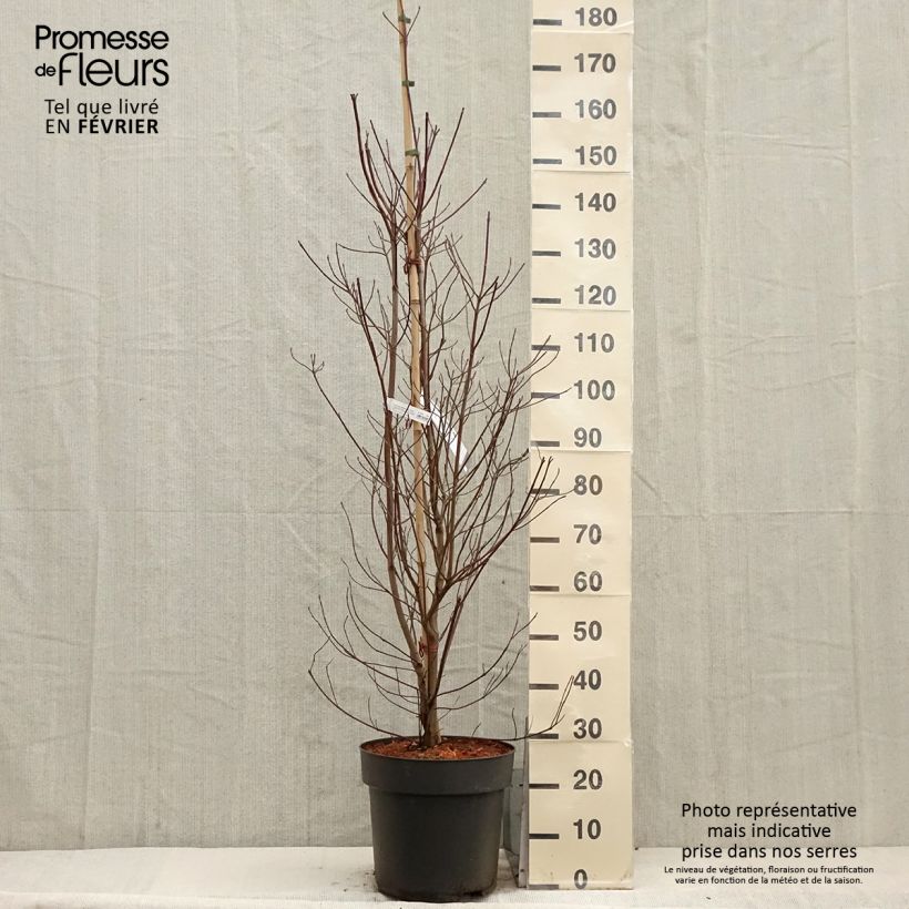 Cornus kousa Blooming Merry Tetra Maceta 7,5L/10L Ejemplar entregado en invierno