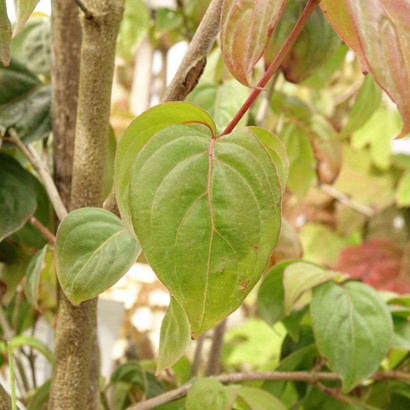 Cornus kousa Blooming Pink Tetra (Follaje)