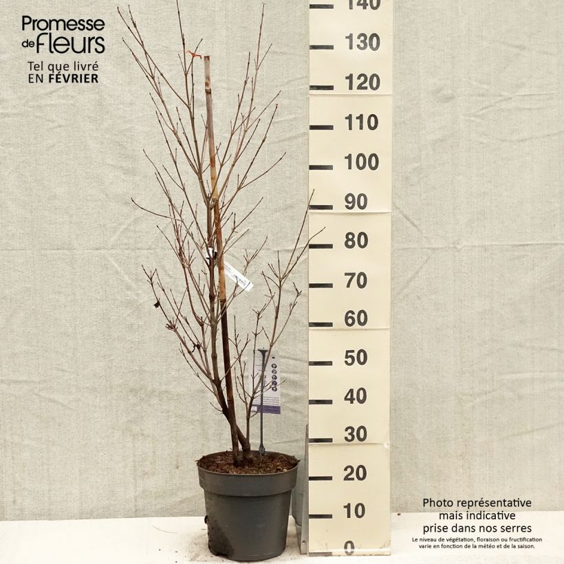 Cornus kousa Blooming Pink Tetra Maceta 7,5L/10L Ejemplar entregado en invierno