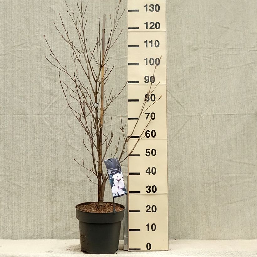 Cornus kousa Blooming Pink Tetra Maceta 7,5L/10L Ejemplar entregado en la primavera