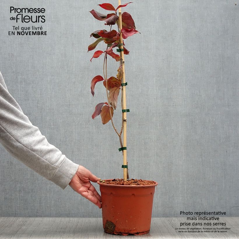 Ejemplar de Cornus kousa Blue Shadow Maceta 4L/5L entregado en otoño