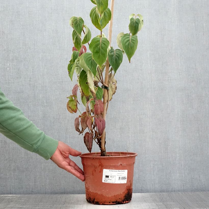 Ejemplar de Cornus kousa Blue Shadow Maceta 4L/5L entregado en verano