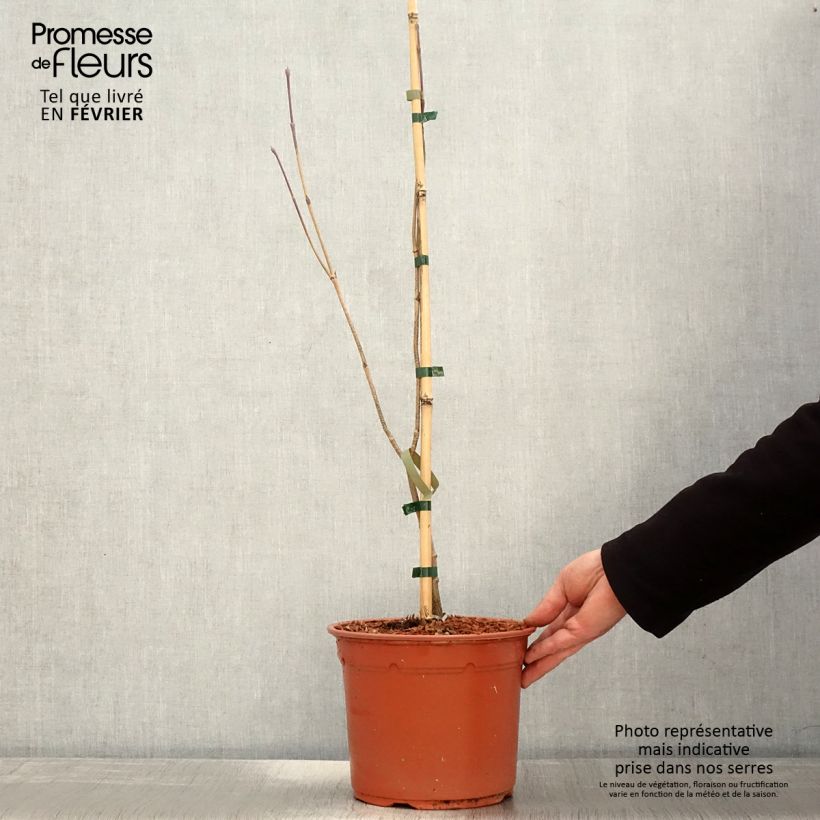 Cornus kousa Blue Shadow Maceta 4L/5L Ejemplar entregado en invierno