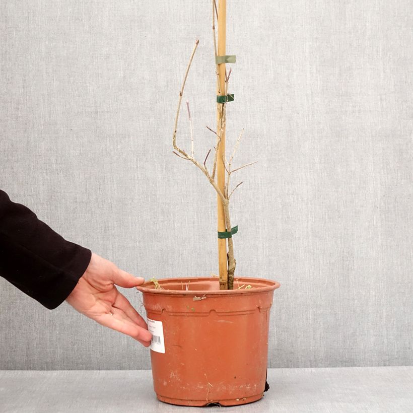 Cornus kousa Bonfire Maceta 4L/5L Ejemplar entregado en invierno