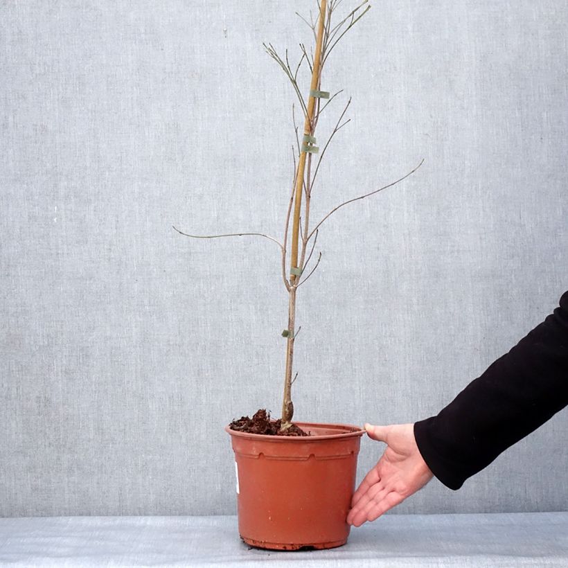 Cornus kousa Cappuccino Maceta 6L/7L Ejemplar entregado en invierno