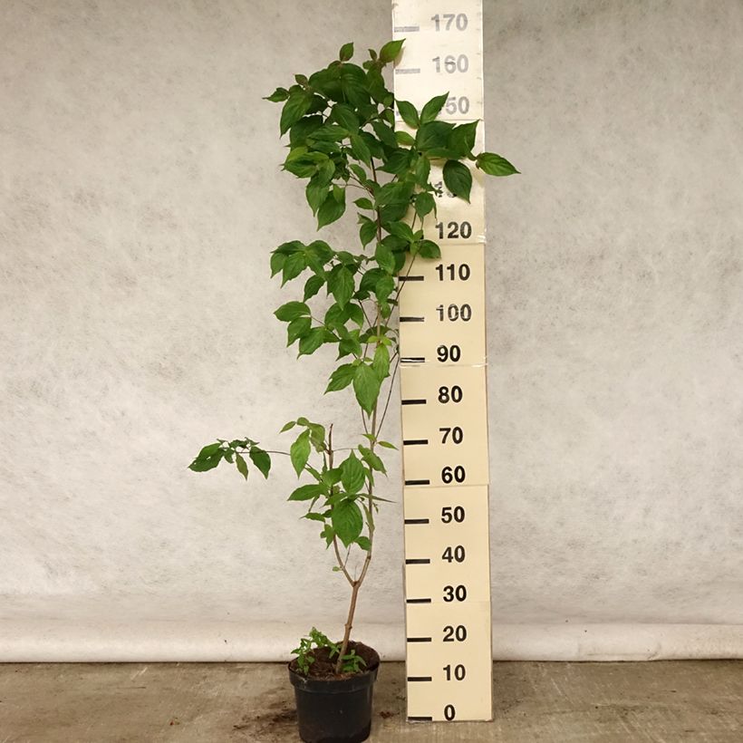 Ejemplar de Cornus kousa Chinensis Maceta 3L/4L entregado en verano