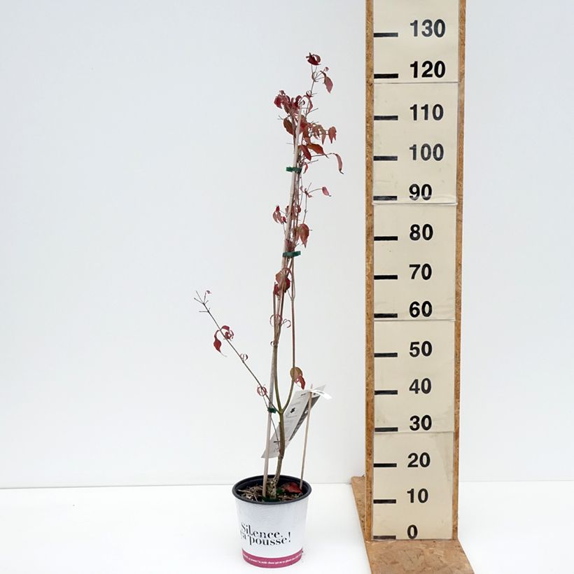 Ejemplar de Cornus kousa Copacabana Maceta 4L/5L entregado en otoño
