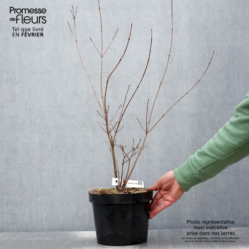 Cornus kousa Copacabana Maceta 4L/5L Ejemplar entregado en invierno