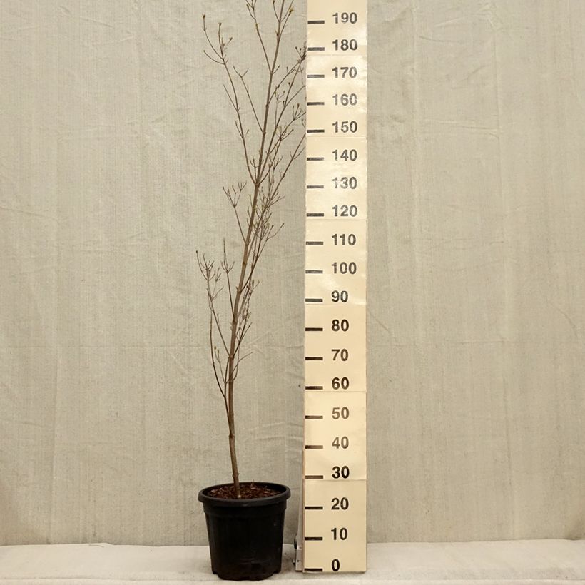 Cornus kousa Couronne Maceta 12L/15L Ejemplar entregado en la primavera