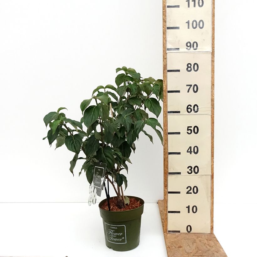Ejemplar de Cornus kousa Flower Tower Maceta 4L/5L entregado en otoño