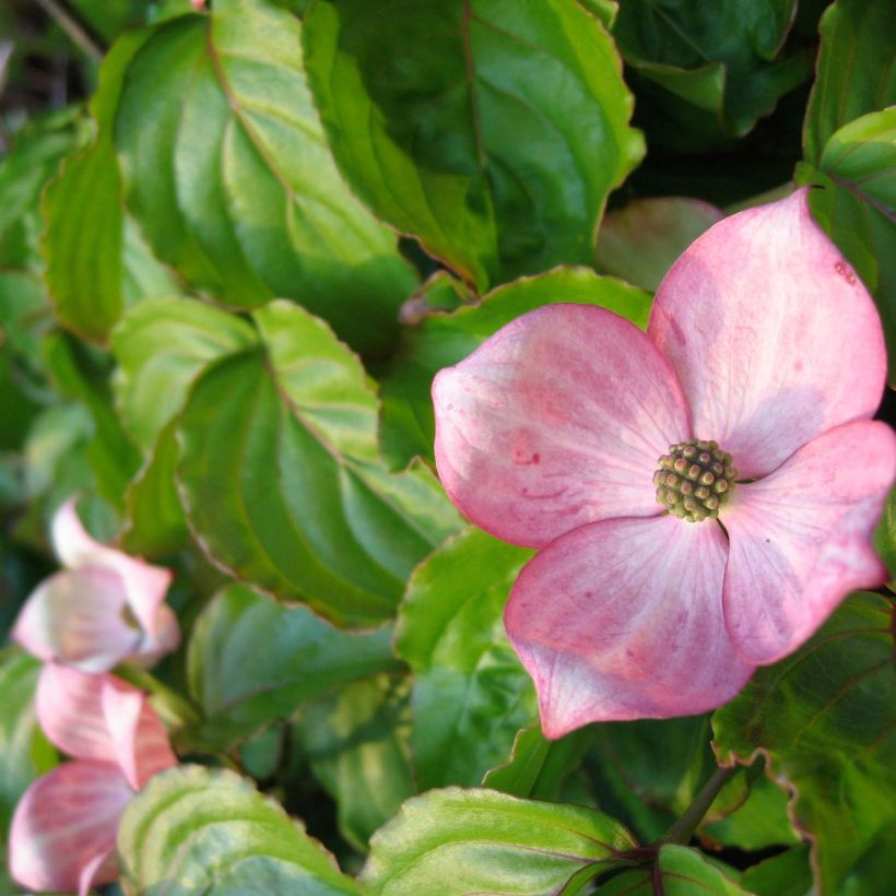 Cornus kousa Heart Throb (Floración)
