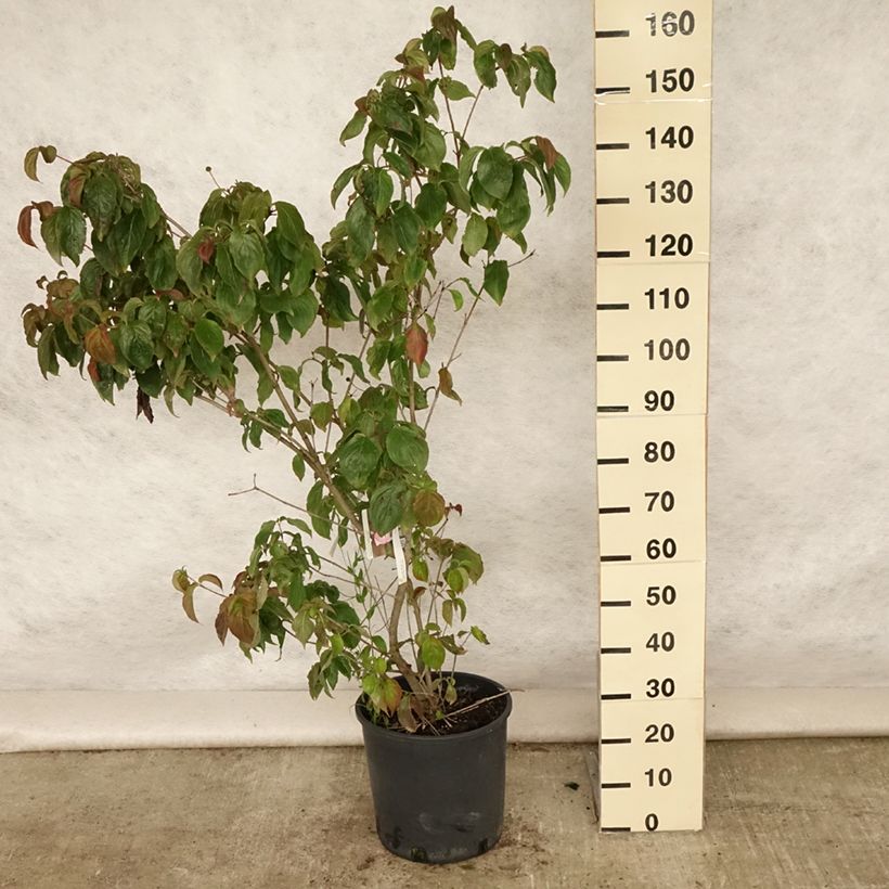 Ejemplar de Cornus kousa Heart Throb Maceta 18L/20L entregado en verano