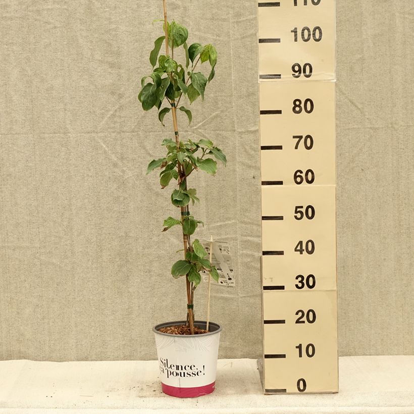 Ejemplar de Cornus kousa subsp. chinensis Mandarin Jewel Maceta 4L/5L entregado en otoño