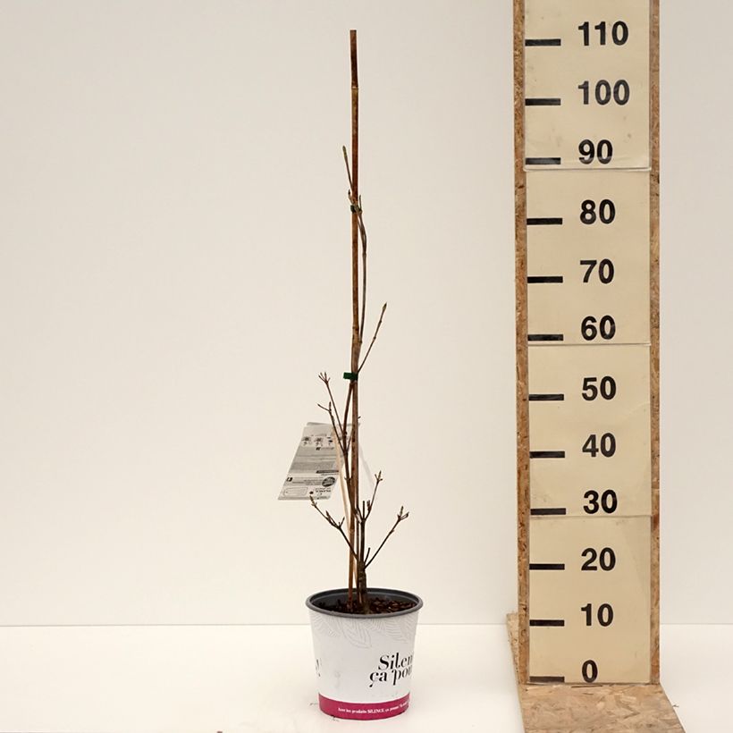 Cornus kousa subsp. chinensis Mandarin Jewel Maceta 4L/5L Ejemplar entregado en invierno