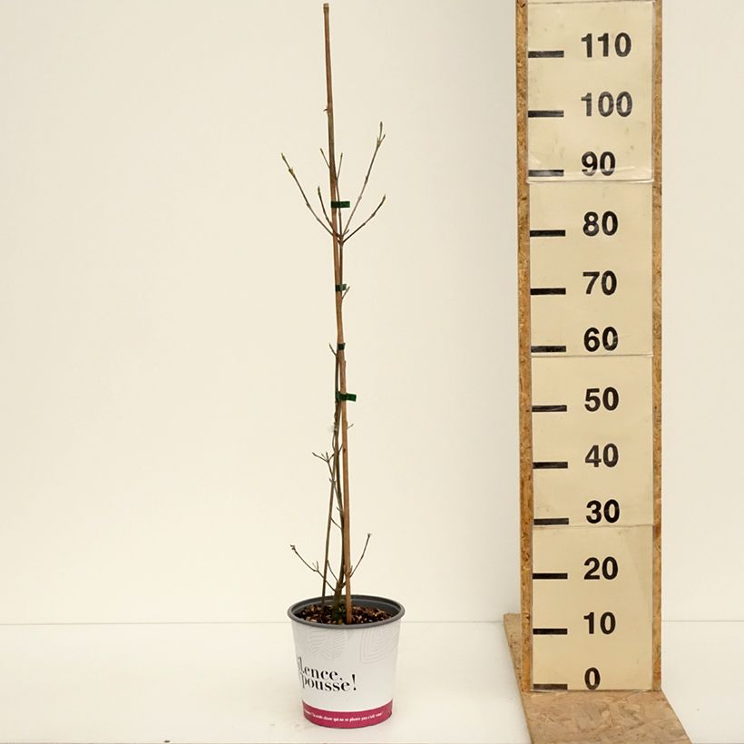 Cornus kousa subsp. chinensis Mandarin Jewel Maceta 4L/5L Ejemplar entregado en la primavera