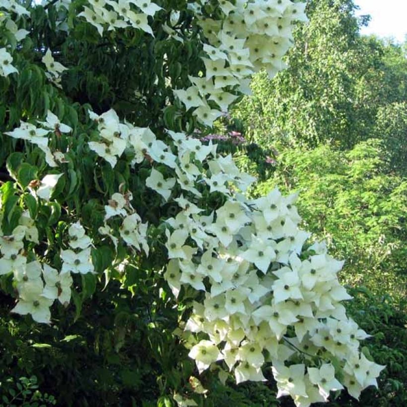 Cornus kousa Milky Way (Floración)