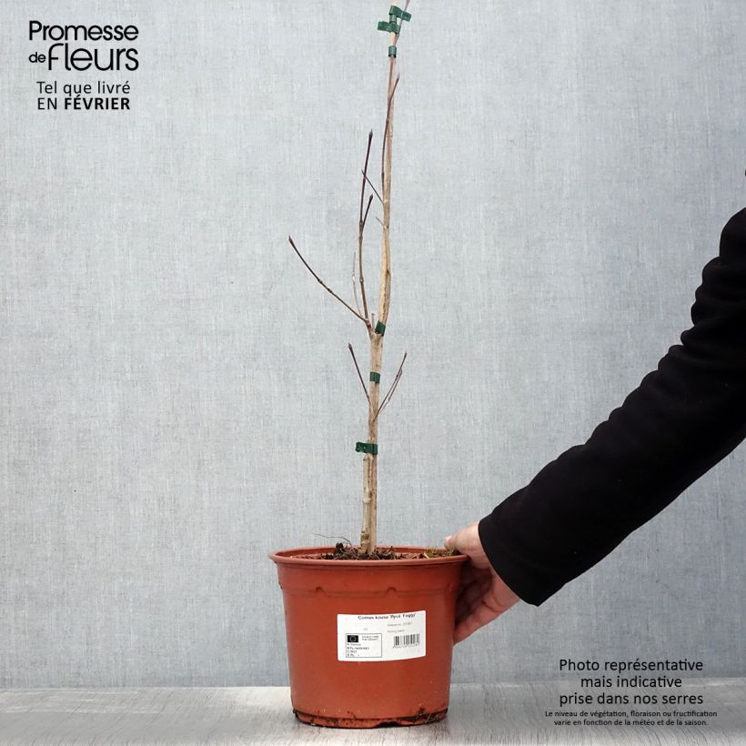 Cornus kousa Pevé Foggy Maceta 4L/5L Ejemplar entregado en invierno