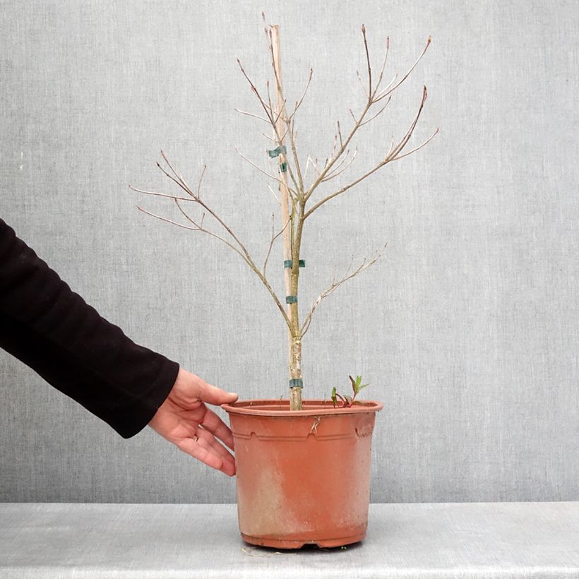 Cornus kousa Pevé Foggy Maceta 4L/5L Ejemplar entregado en la primavera