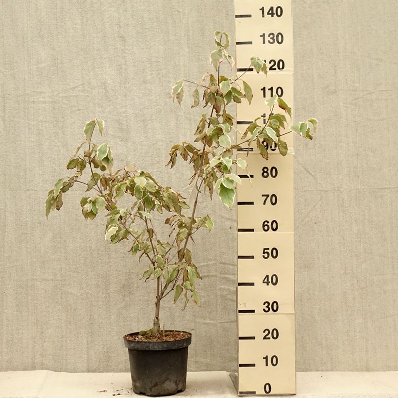 Ejemplar de Cornus kousa Samaritan Maceta 4L/5L entregado en otoño