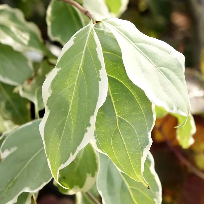 Cornus kousa Samaritan (Follaje)