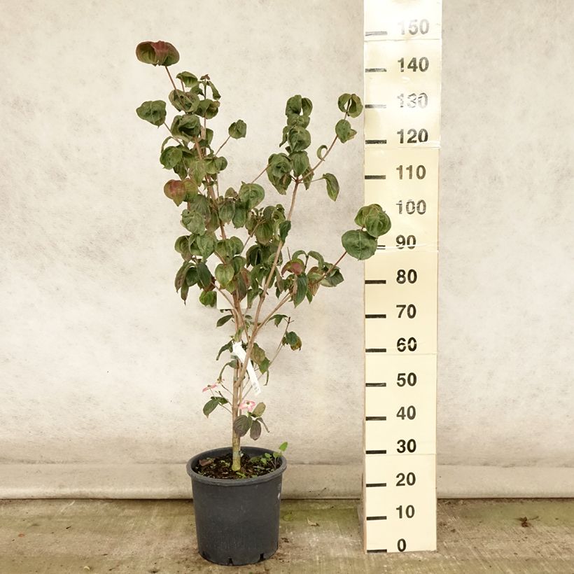 Ejemplar de Cornus kousa Satomi Maceta 6L/7L entregado en verano