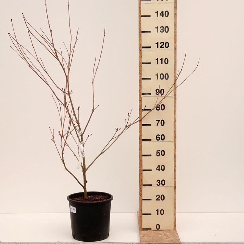 Cornus kousa Satomi Maceta 6L/7L Ejemplar entregado en invierno