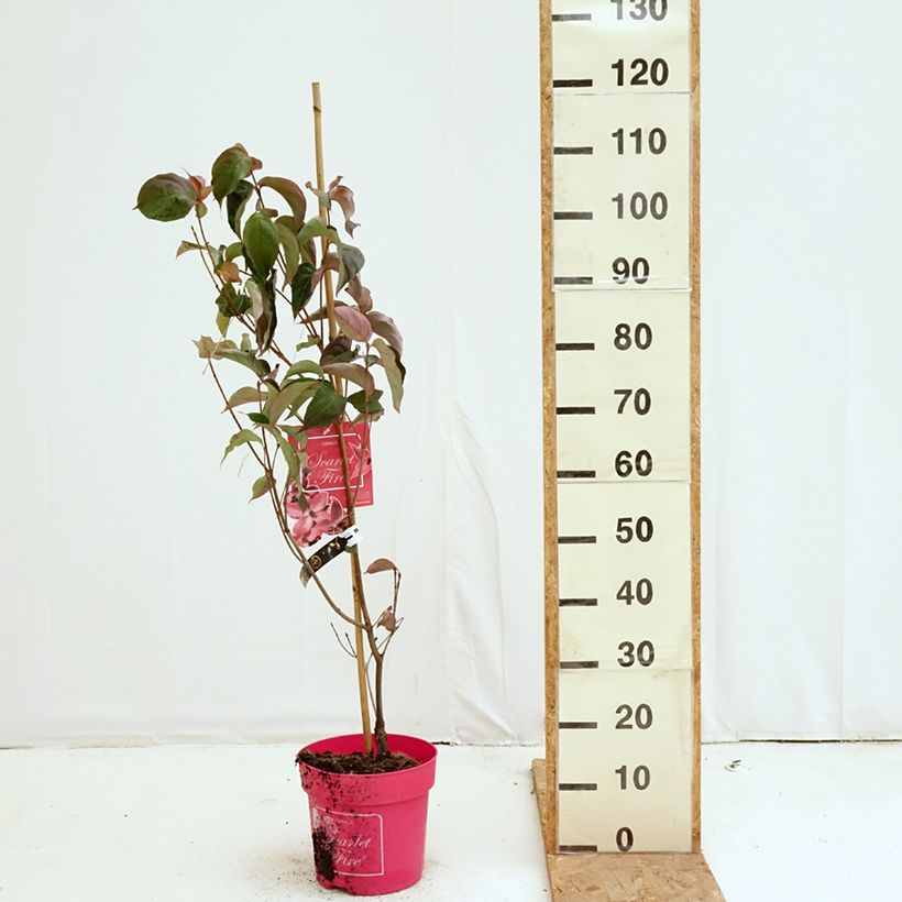 Ejemplar de Cornus kousa Scarlet Fire Maceta 7,5L/10L entregado en otoño