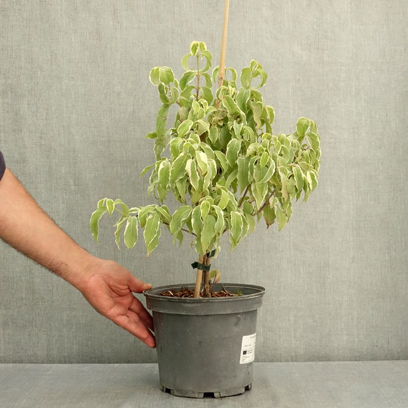 Ejemplar de Cornus kousa Shira-yuki Maceta 4L/5L entregado en verano