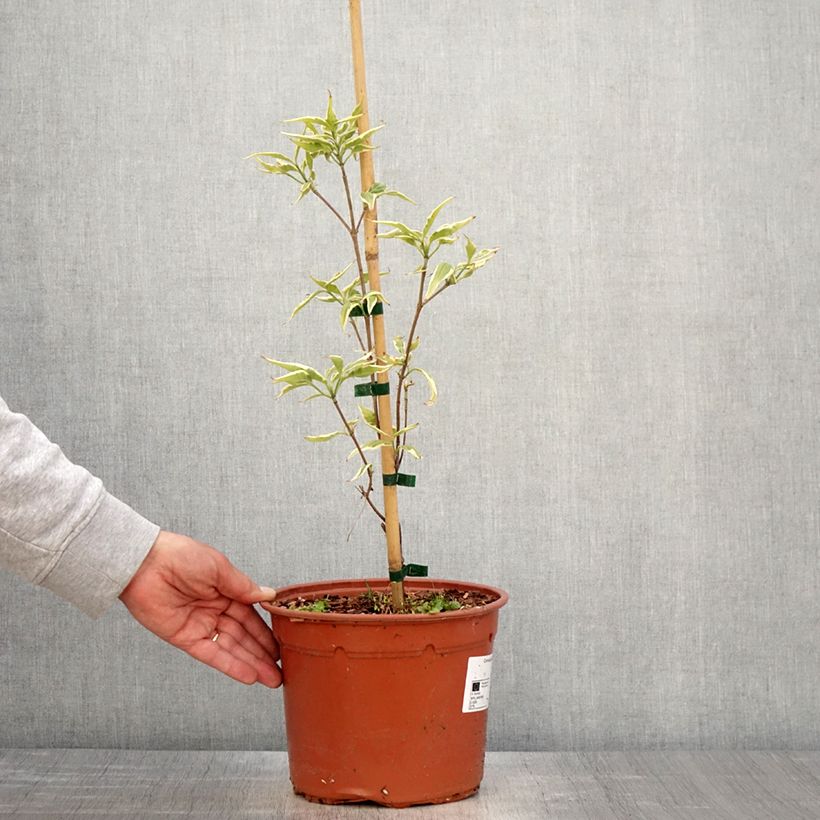 Cornus kousa Shira-yuki Maceta 4L/5L Ejemplar entregado en la primavera