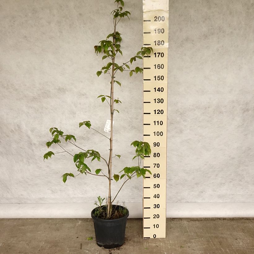 Cornus kousa Teutonia Maceta 12L/15L Ejemplar entregado en la primavera