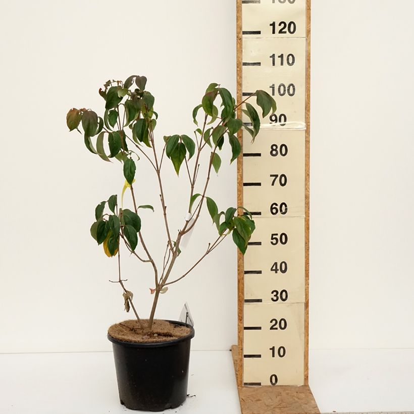 Ejemplar de Cornus kousa Teutonia Maceta 12L/15L entregado en otoño