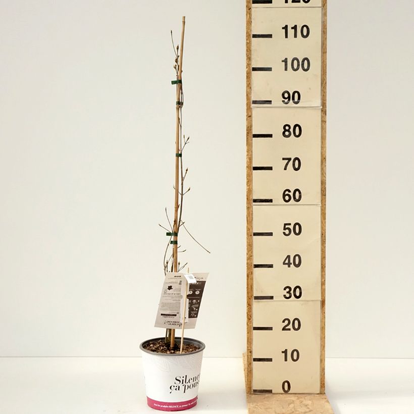 Cornus kousa subsp. chinensis Great Star Maceta 4L/5L Ejemplar entregado en la primavera