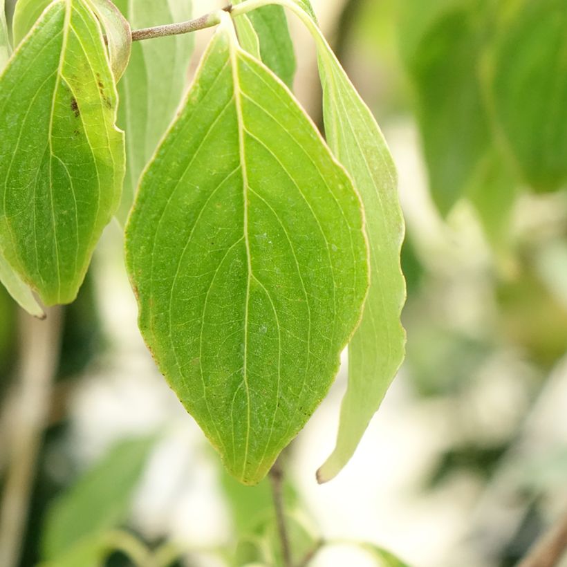 Cornus kousa subsp. chinensis Great Star (Follaje)