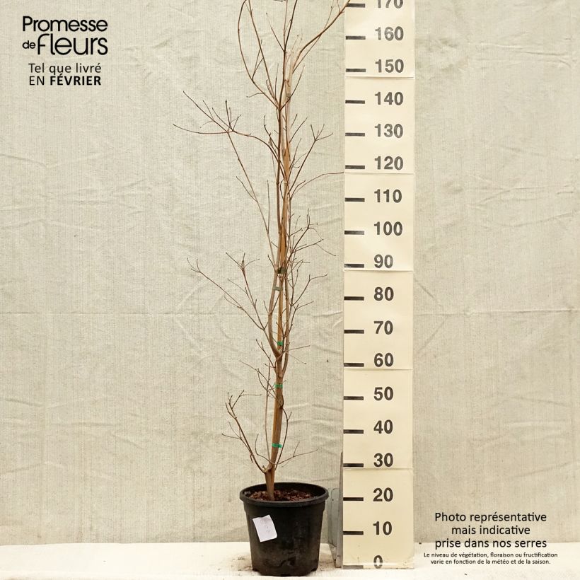 Cornus kousa subsp. chinensis Great Star Maceta 7,5L/10L Ejemplar entregado en invierno