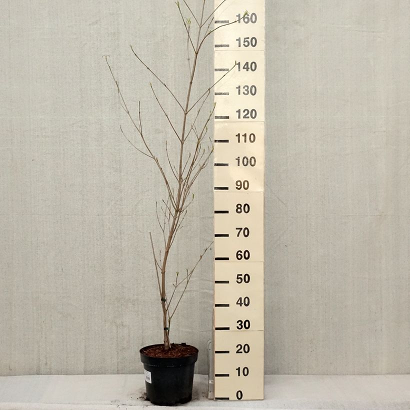 Cornus kousa subsp. chinensis Great Star Maceta 7,5L/10L Ejemplar entregado en la primavera