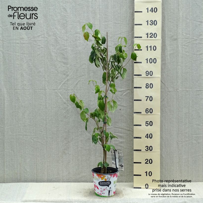 Ejemplar de Cornus kousa subsp. chinensis Great Star Maceta 4L/5L entregado en verano