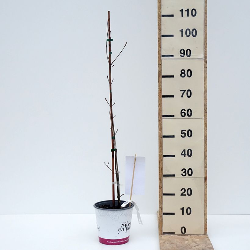 Cornus kousa subsp. chinensis Great Star Maceta 4L/5L Ejemplar entregado en invierno