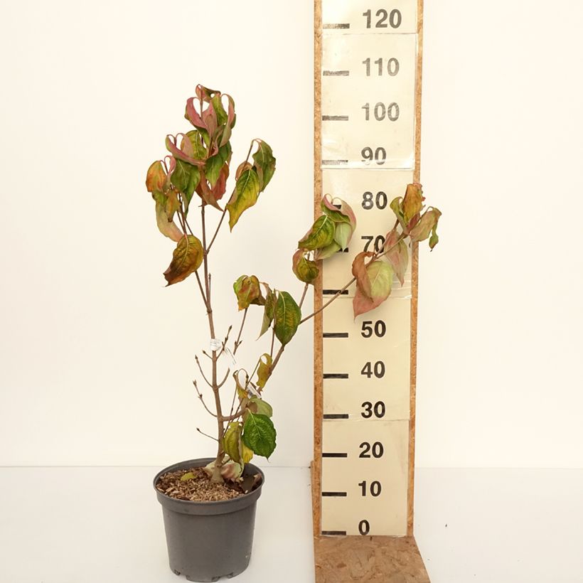 Ejemplar de Cornus Venus Maceta 7,5L/10L entregado en otoño