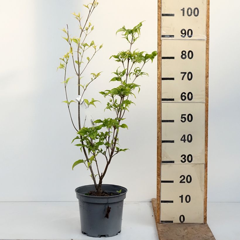 Cornus Venus Maceta 7,5L/10L Ejemplar entregado en la primavera