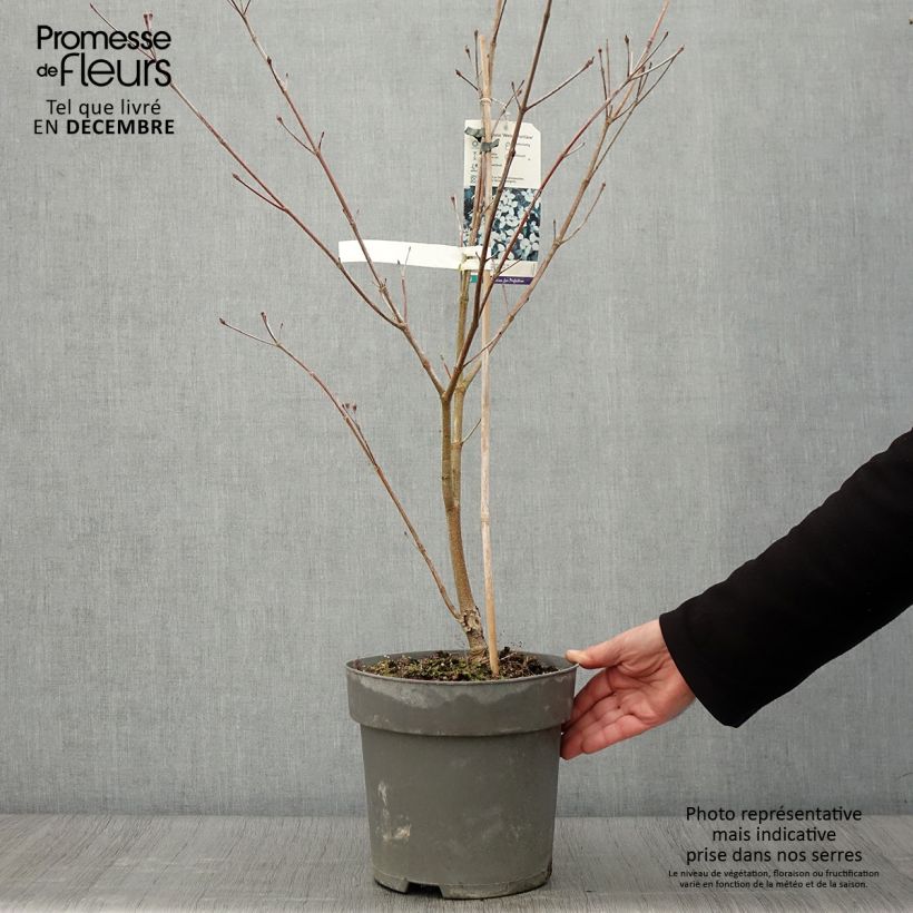 Ejemplar de Cornus kousa Weisse Fontaine Maceta 4L/5L entregado en otoño