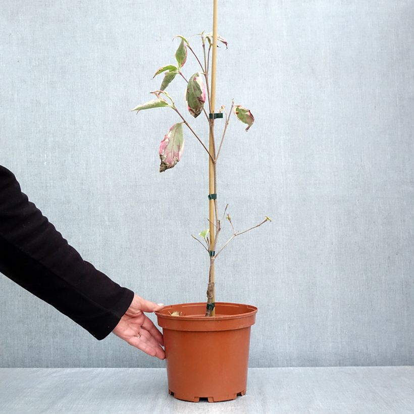 Ejemplar de Cornus kousa Wolf Eyes Maceta 4L/5L entregado en otoño