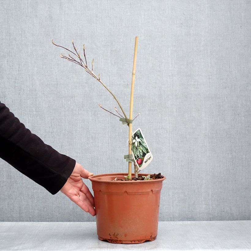 Cornus kousa Wolf Eyes Maceta 4L/5L Ejemplar entregado en la primavera